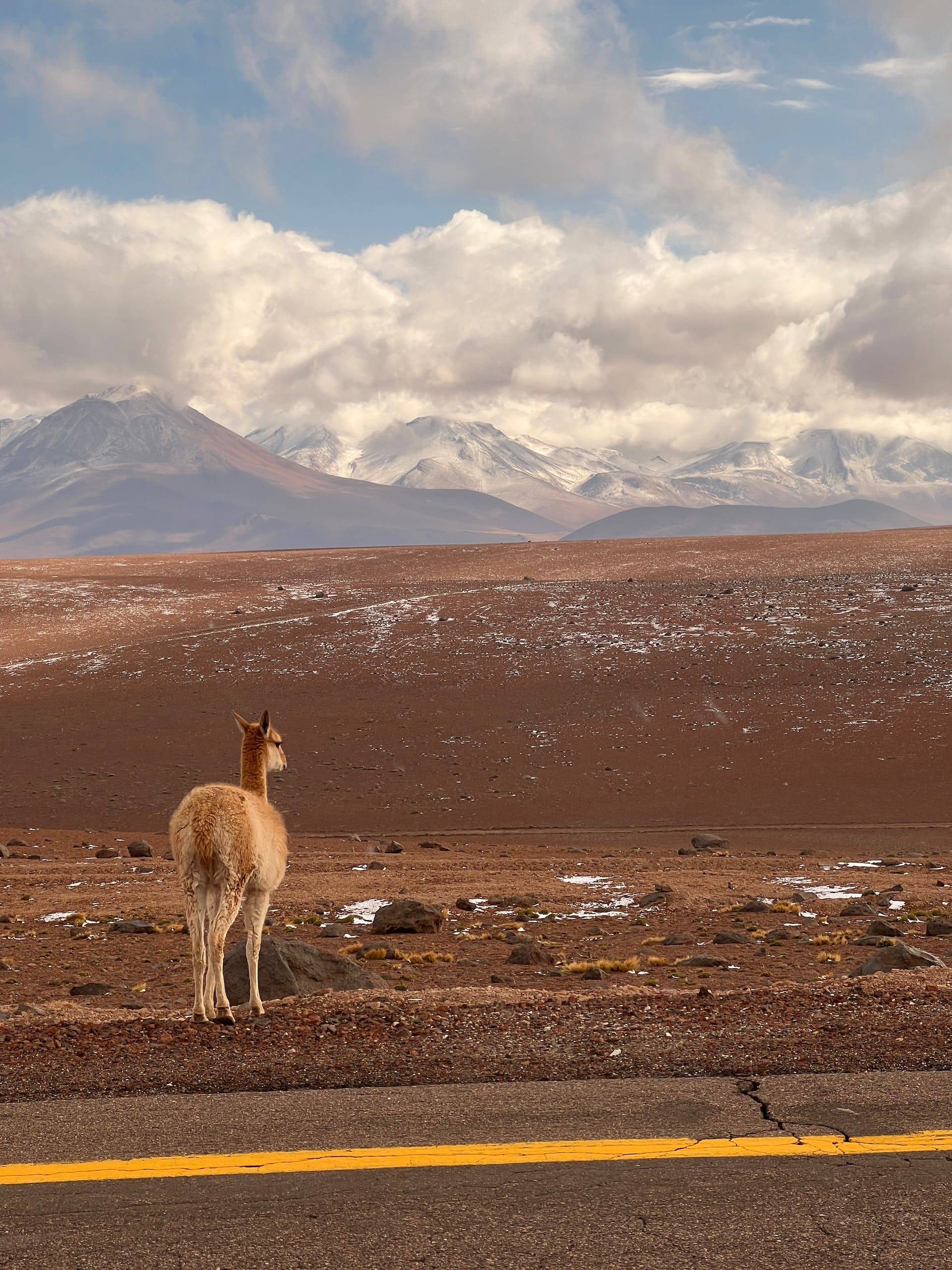 Atacama Desert , Altiplanic & Incas