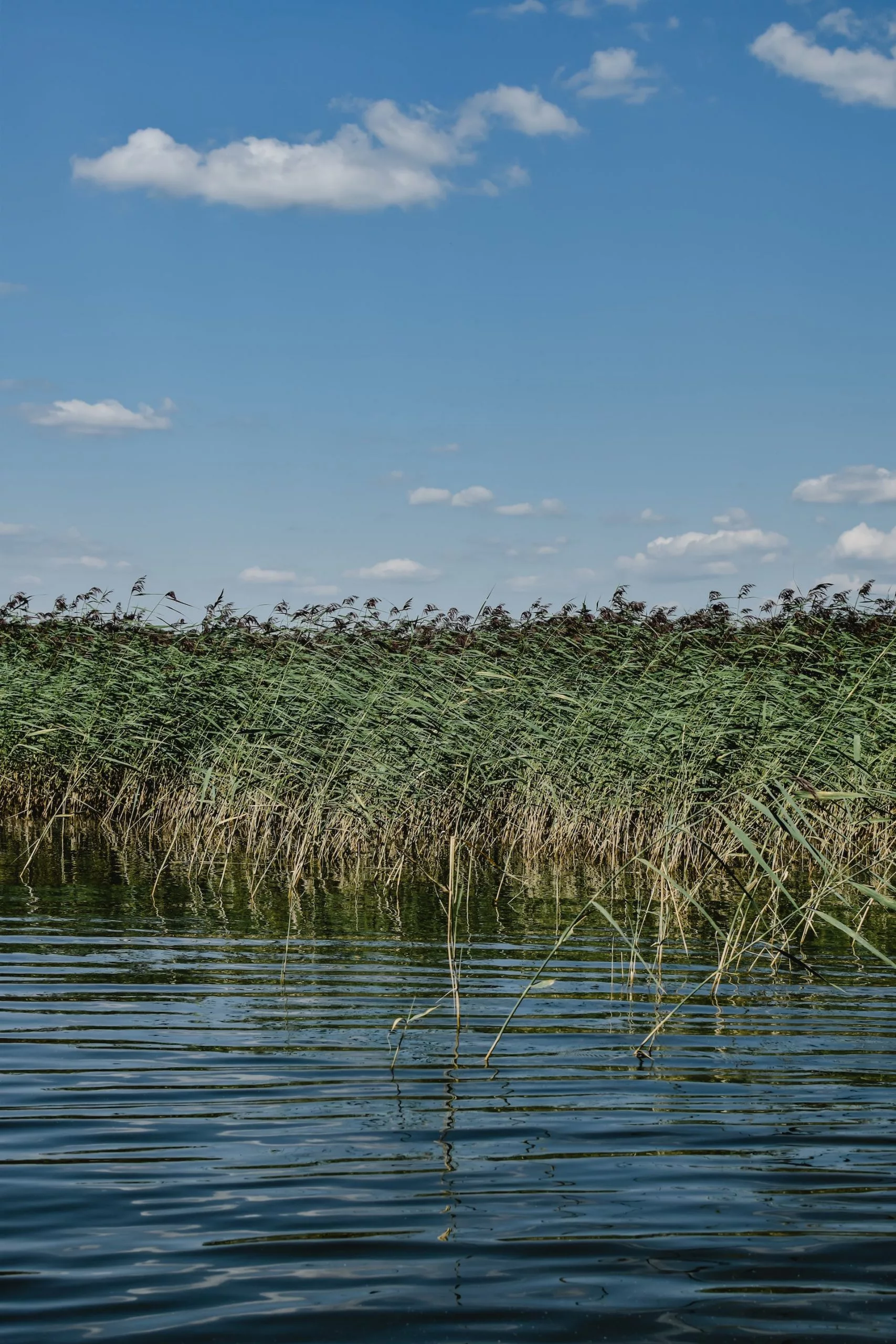 Pantanal & Wetlands