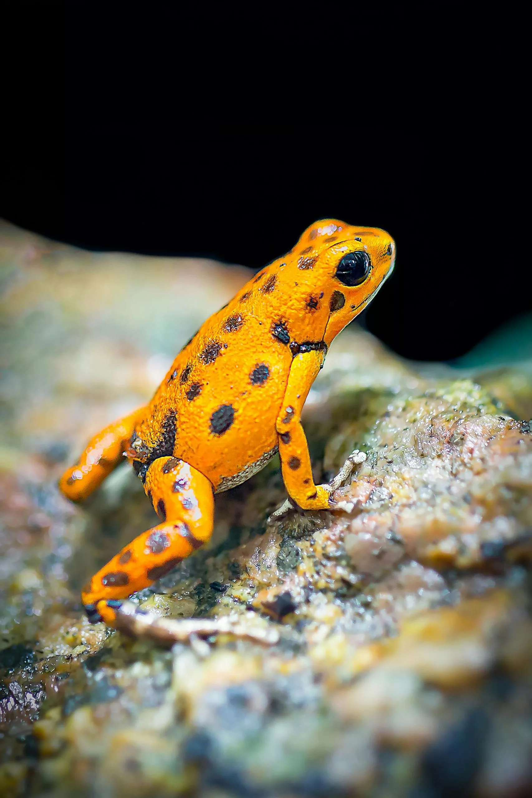 Atlantic Rainforest, Pantanal & Beaches in Brazil