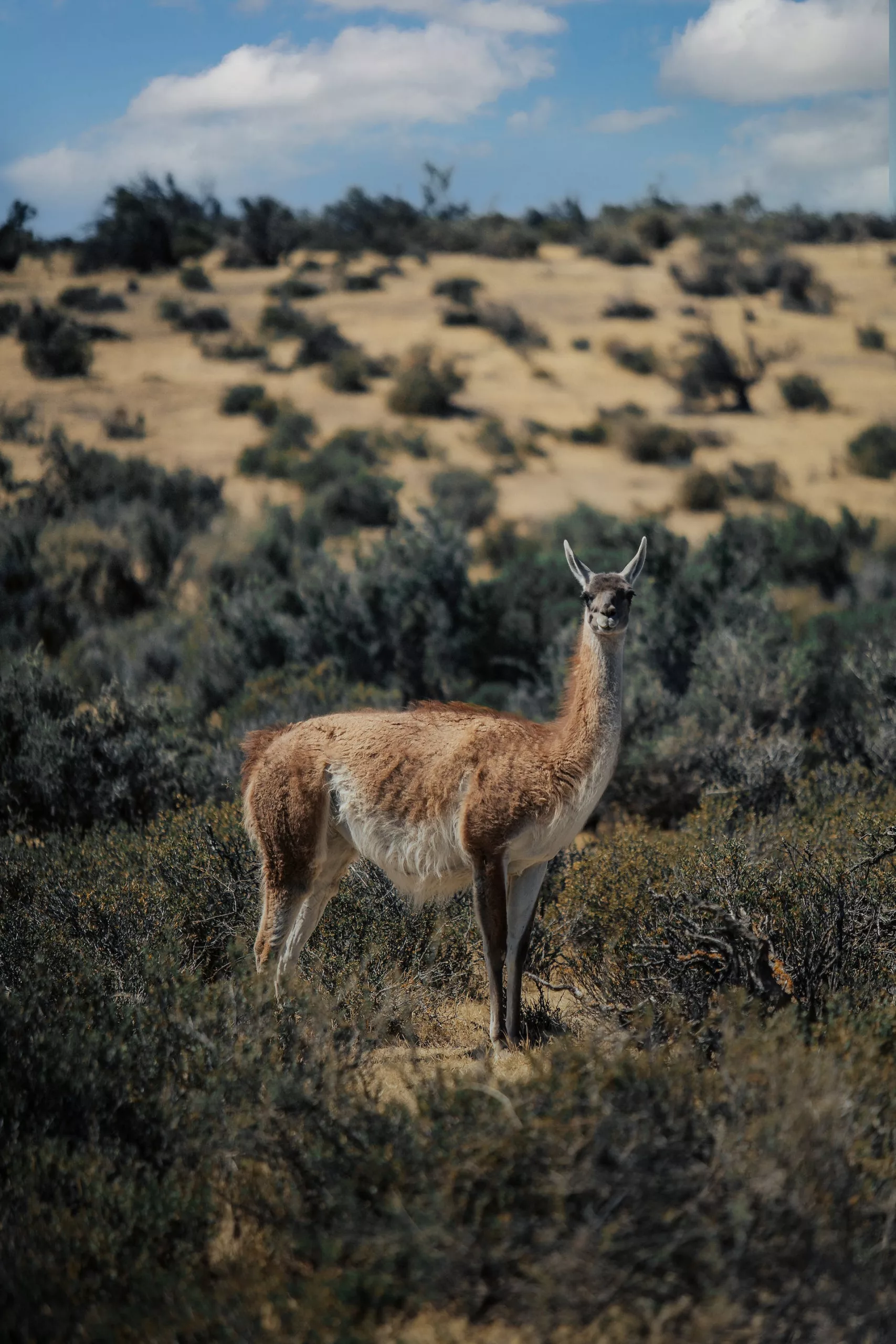 Patagonia