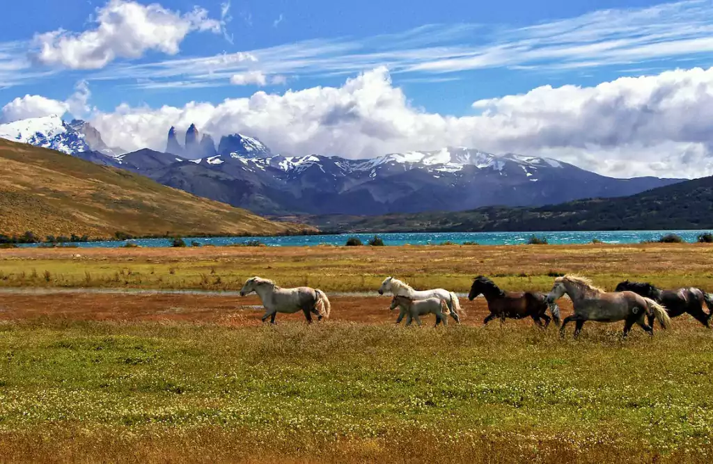 patagoniaIns04