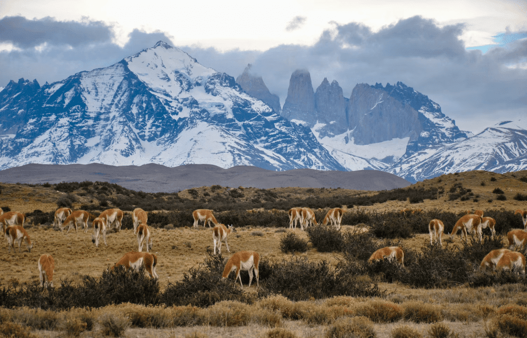 patagoniaIns09