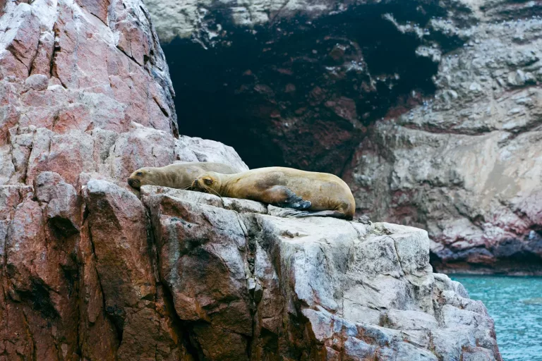 Atacama Desert & Altiplanic 41 Ballestas Island Boat Tour