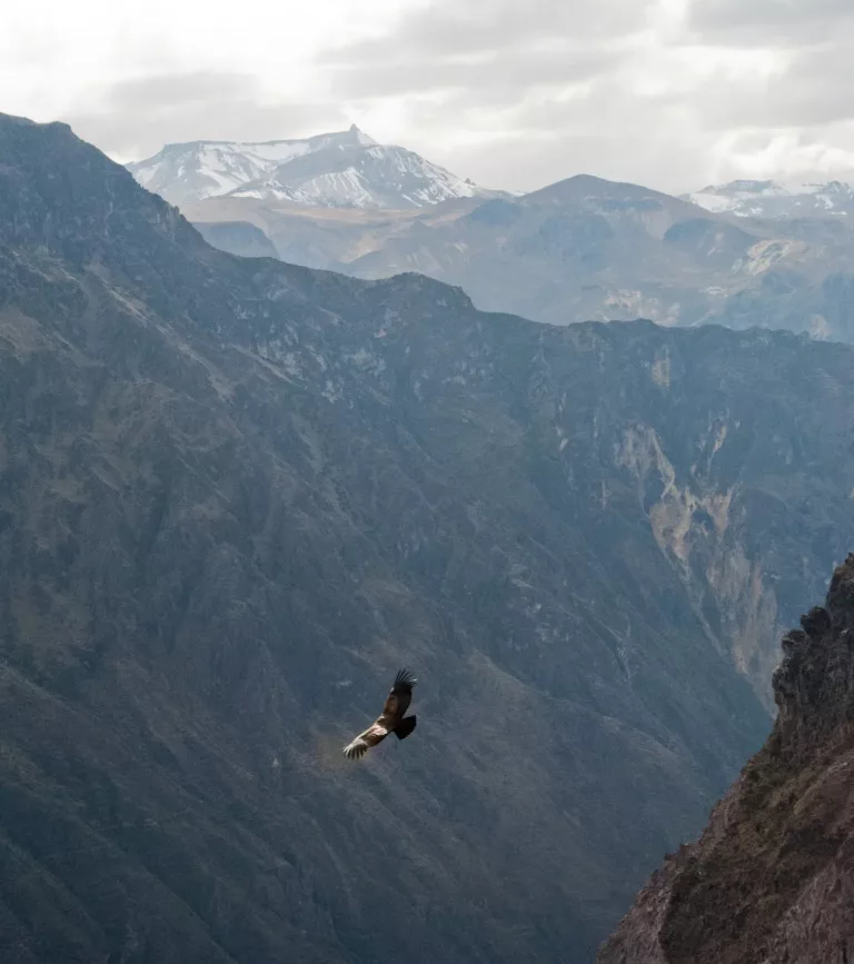 Atacama Desert & Altiplanic 38 Full Day Colca Canyon from Arequipa