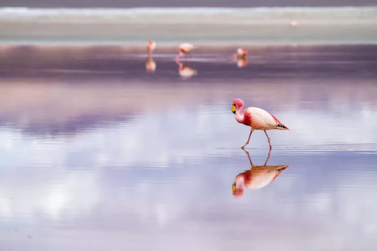 Atacama Desert & Altiplanic 19 Uyuni Salt Flat Tour