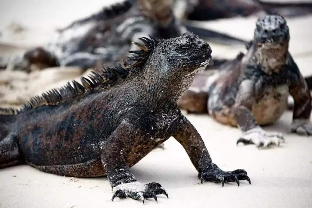 galapagosIns03