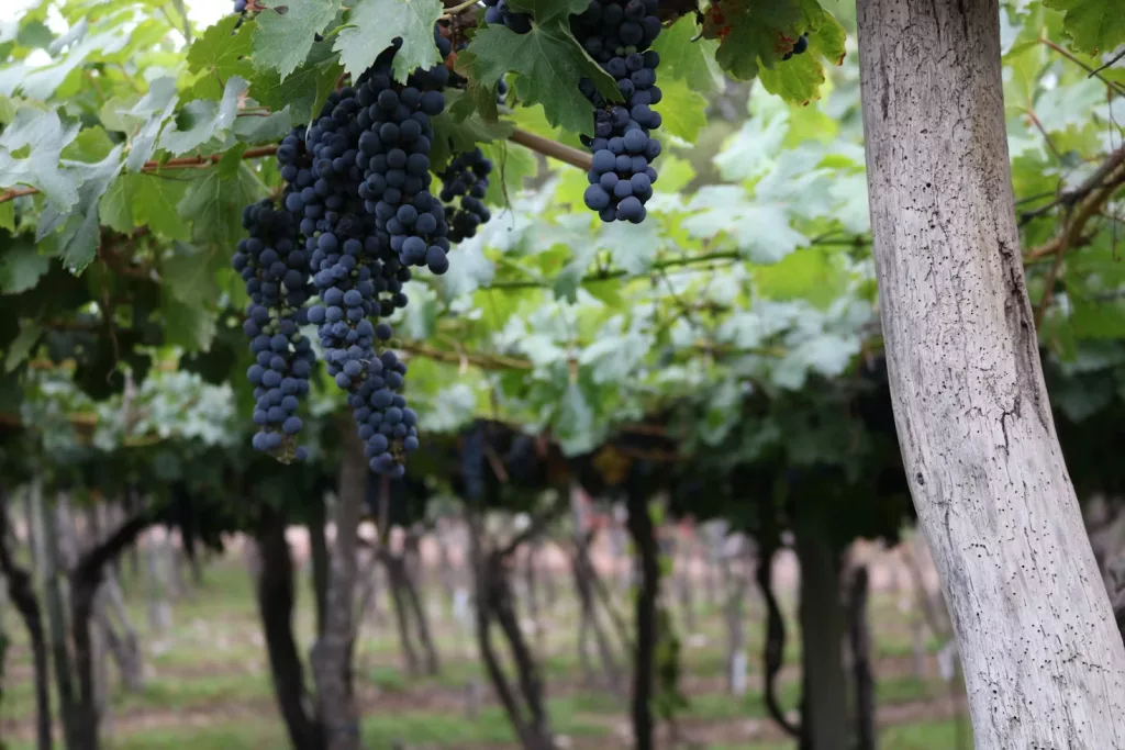 South American Wines 2 Argentinian wines