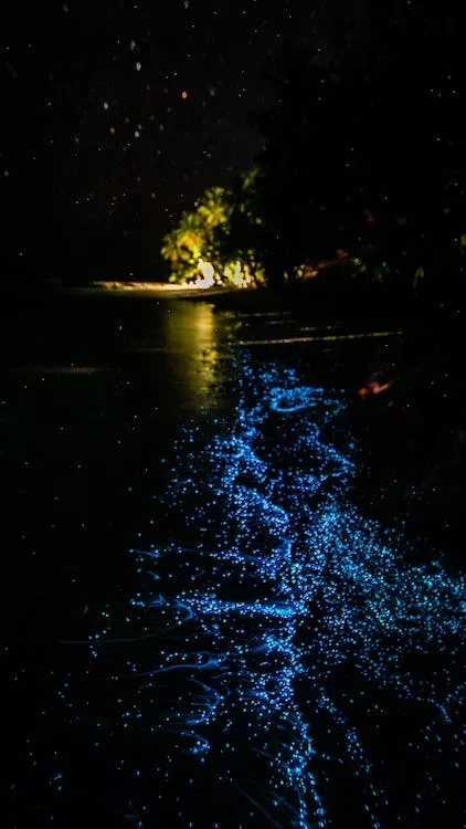 Central América, Caribbean & Mayan Culture 56 Bioluminescent Bay Tours jpeg webp