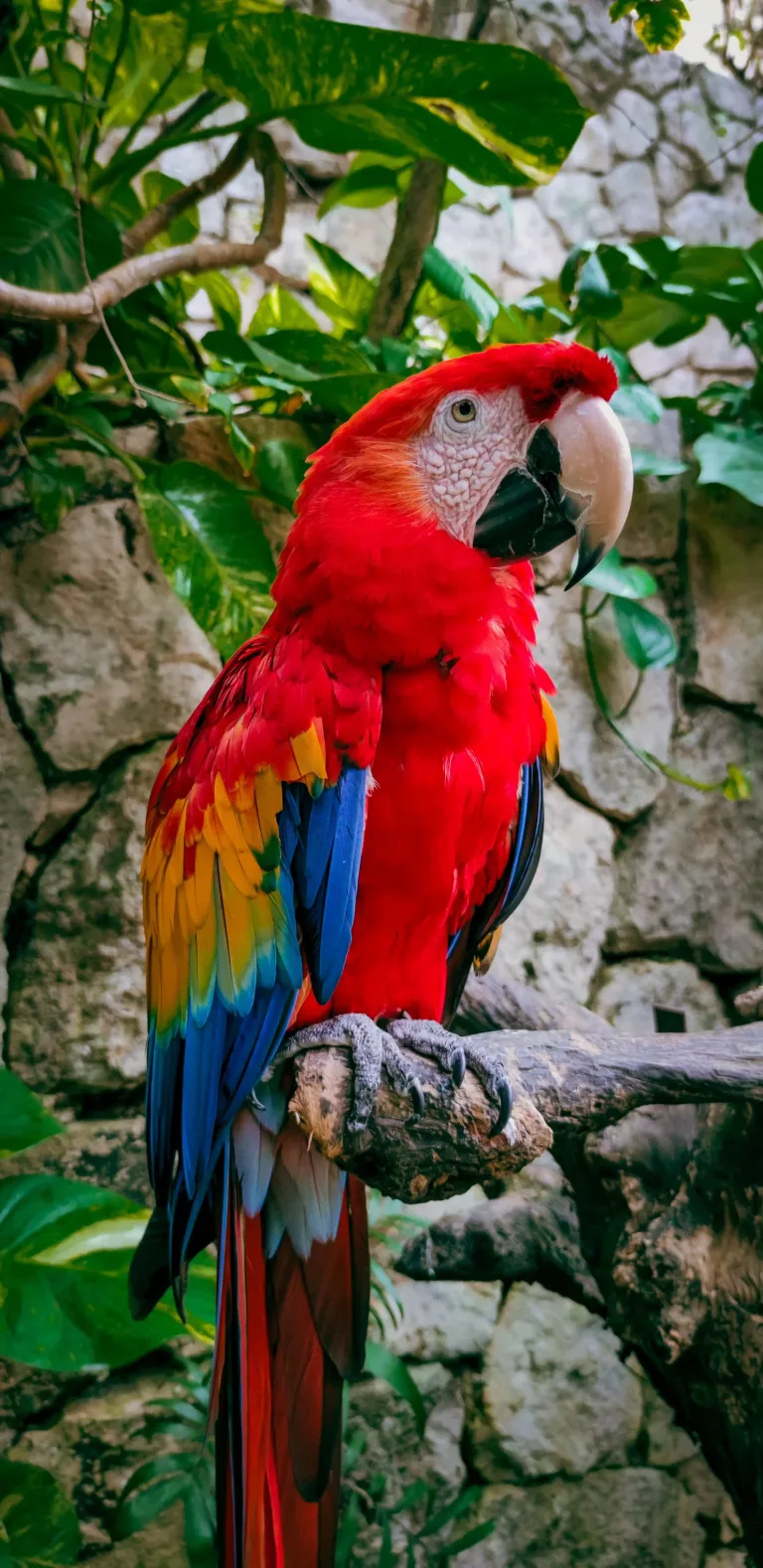 Amazon 30 Bird Watching at the Clay Lick