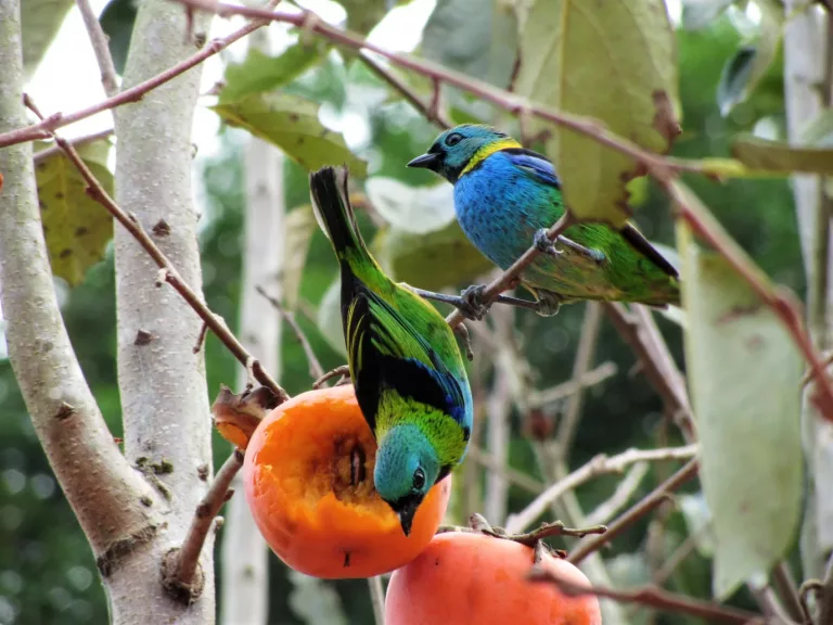 Pantanal & Wetlands 34 Birdwatching 1