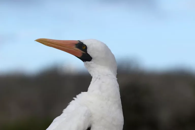 Easter Islands & Galapagos 27 Birdwatching Tours