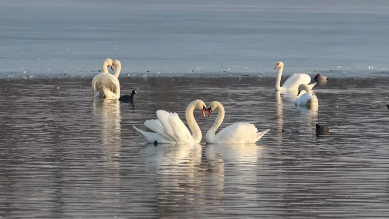 Lakes, Volcanoes & Mapuches 34 Birdwatching1