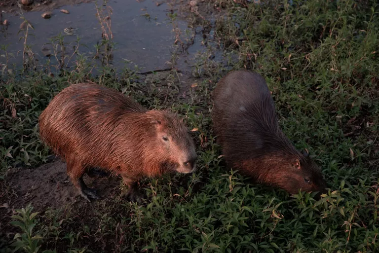 Pantanal & Wetlands 37 Boat tours 1 2