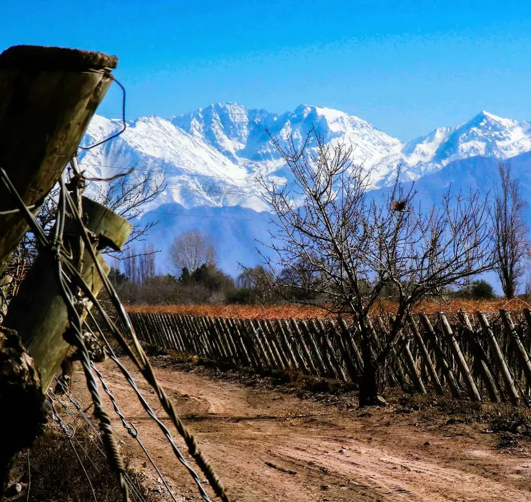 South American Wines 31 Bodega Septima