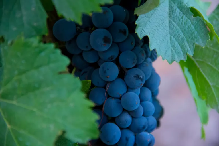 South American Wines 32 Bodega Zuccardi