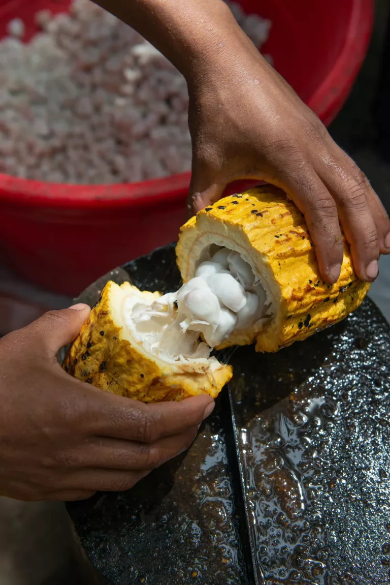 Atlantic Rainforest, Pantanal & Beaches in Brazil 55 Cocoa Farm