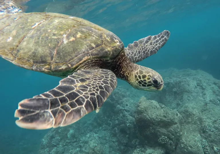 Easter Islands & Galapagos 23 Diving Tours
