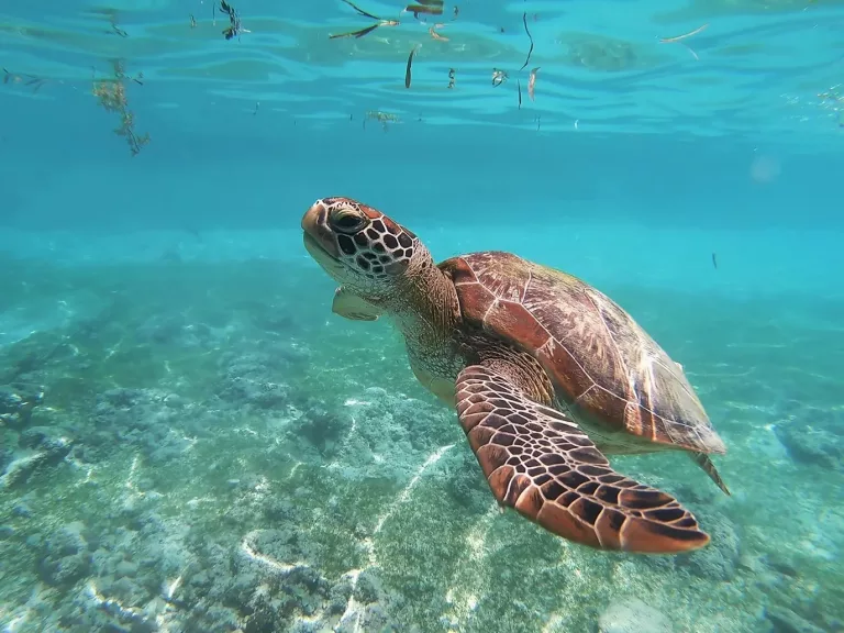 Atlantic Rainforest, Pantanal & Beaches in Brazil 47 Full Day Fort Beach and Tamar Sea Turtle Project
