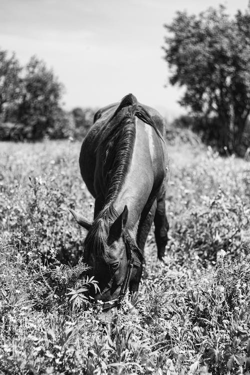 South American Wines 18 Haras de pirque