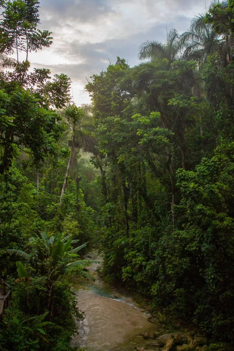 Amazon 19 Have a survival experience in the Amazon rainforest.