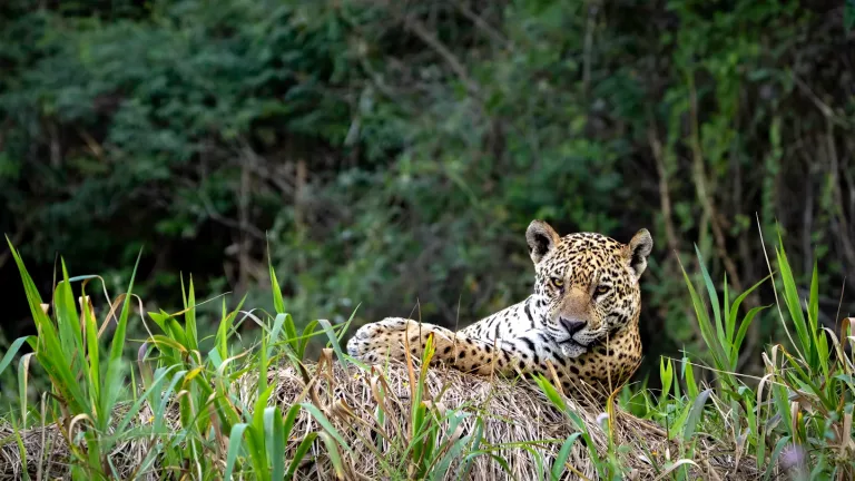 Pantanal & Wetlands 17 Jaguar Safaris