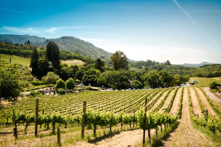 South American Wines 20 Matetic