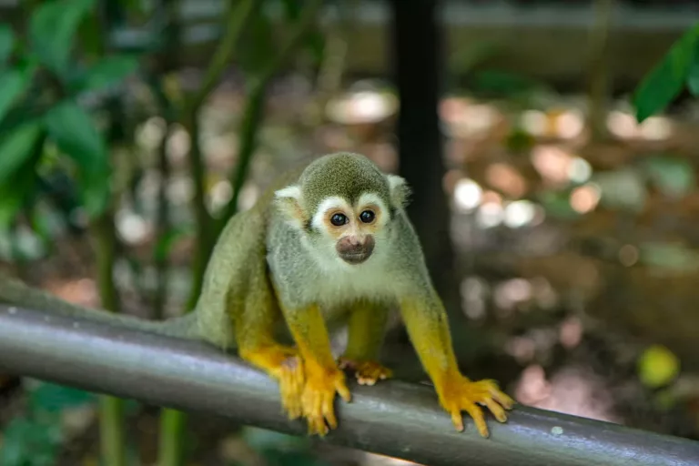 Amazon 33 Monkey Island