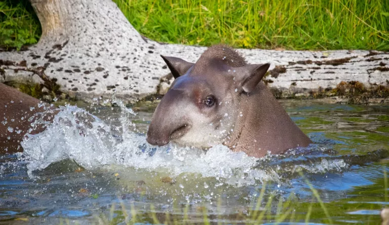 Pantanal & Wetlands 21 Multi Day Wildlife Tours