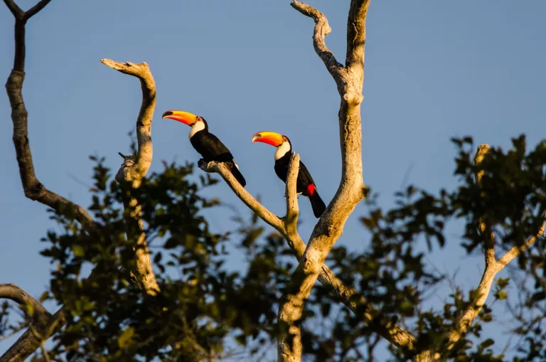 Amazon 40 Multi Days Experience in Pampas del Rio Yacuma