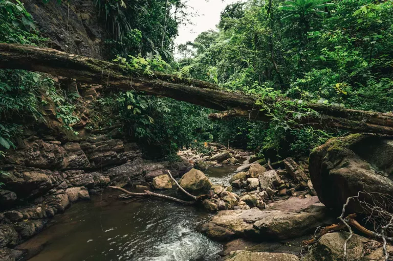 Amazon 25 Multi day experiences in the jungle with hikes and wildlife watching.