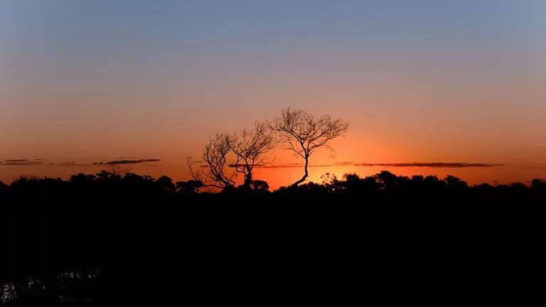 Pantanal & Wetlands 28 Night Wildlife Safaris 1