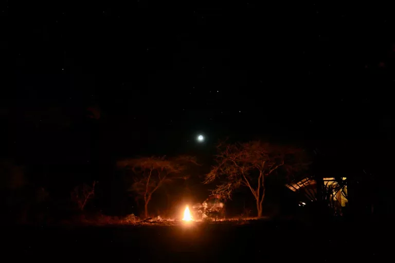 Pantanal & Wetlands 22 Night Wildlife Safaris