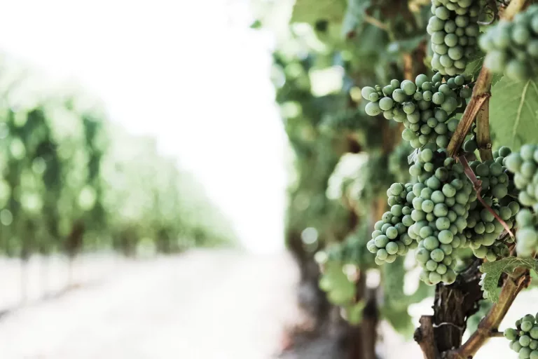 South American Wines 36 Salton