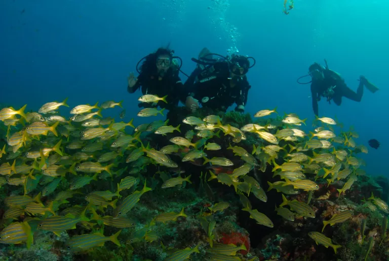 Atlantic Rainforest, Pantanal & Beaches in Brazil 56 Snorkeling and Diving Tours