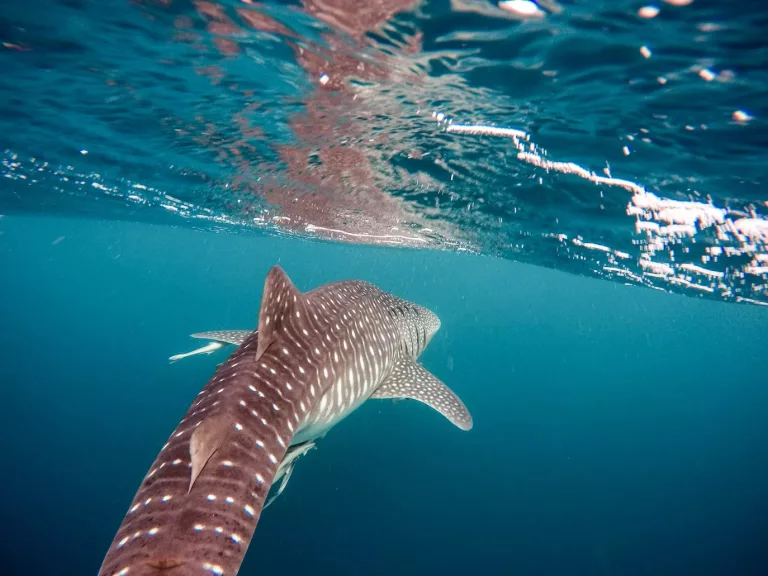 Atlantic Rainforest, Pantanal & Beaches in Brazil 61 Snorkeling with Sharks