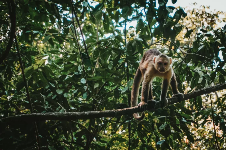 Amazon 35 Stroll through El Parque Mundo Amazonico