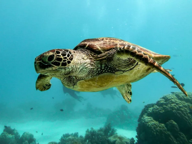 Central América, Caribbean & Mayan Culture 66 Turtle Watching jpeg
