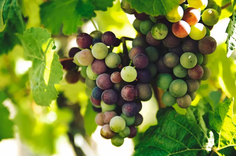South American Wines 38 Valle Rustico