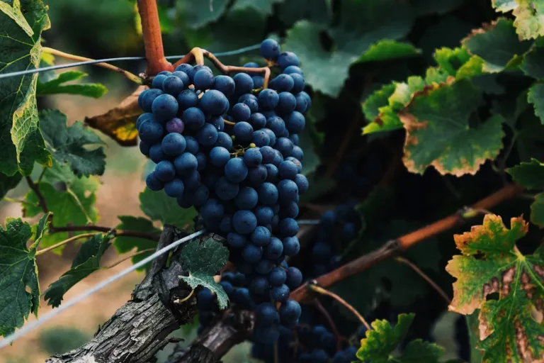 South American Wines 24 Vina Lapostolle