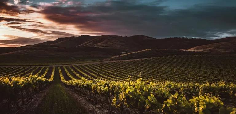 South American Wines 23 Vina Montes