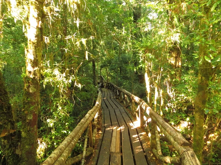 Lakes, Volcanoes & Mapuches 30 Visit the Nothofagus Forest