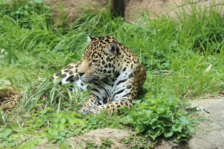 Pantanal & Wetlands 38 Wildlife Safaris
