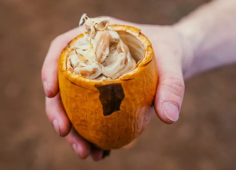 photo-1649960861738-1f471a2f7bdb